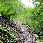 Waldlaeufer * ברילון