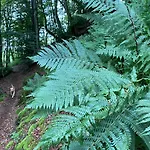 Waldlaeufer