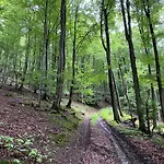 Waldlaeufer *