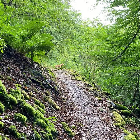 Waldlaeufer * ברילון