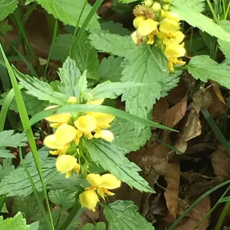 Waldlaeufer * 브릴온