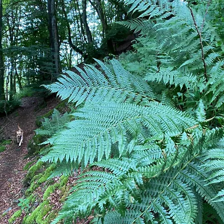 Waldlaeufer