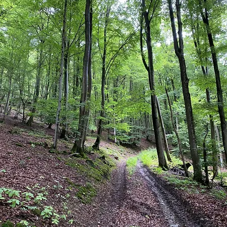 Waldlaeufer *