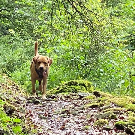 Waldlaeufer Brilon