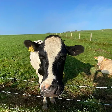 Waldlaeufer ברילון