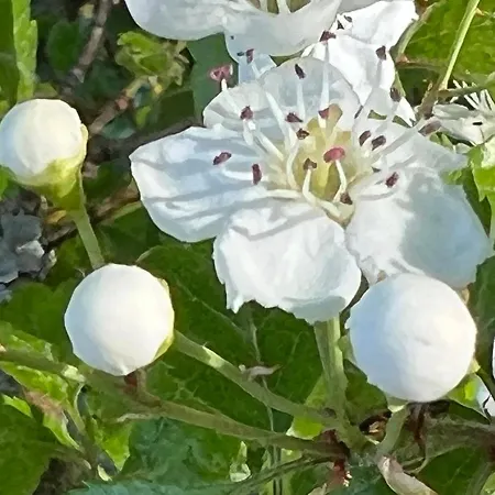 Waldlaeufer דירה ברילון