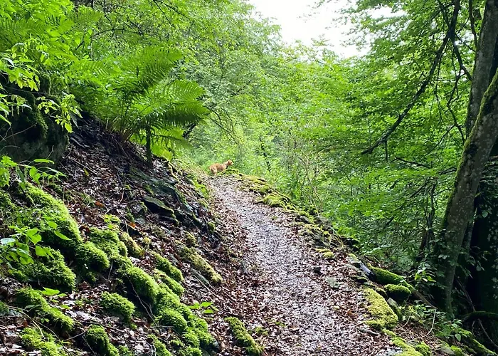 Waldlaeufer * 布里隆