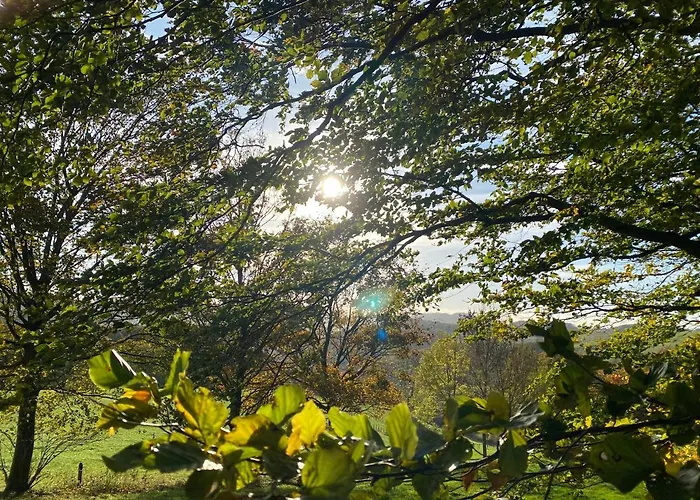 Waldlaeufer * 布里隆