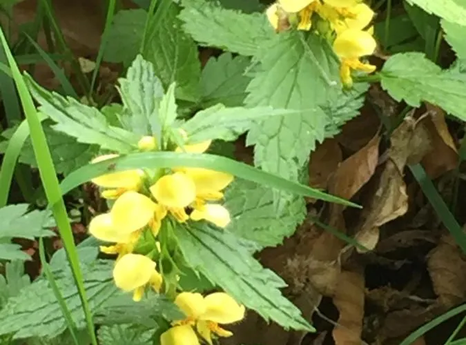 Waldlaeufer * 布里隆