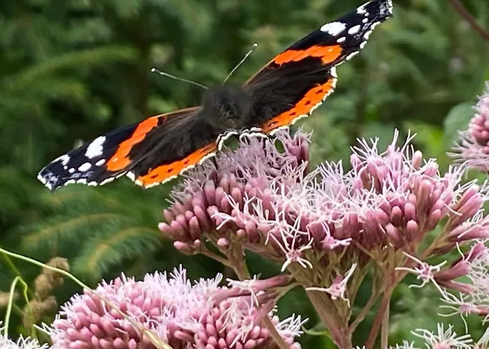 Waldlaeufer * 布里隆