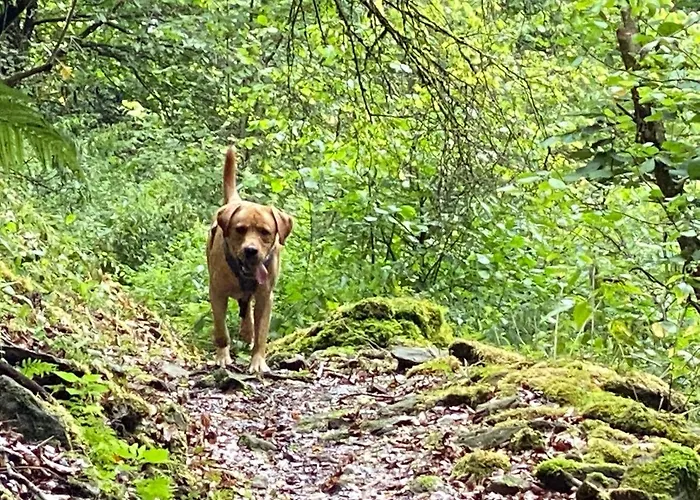 Waldlaeufer 布里隆