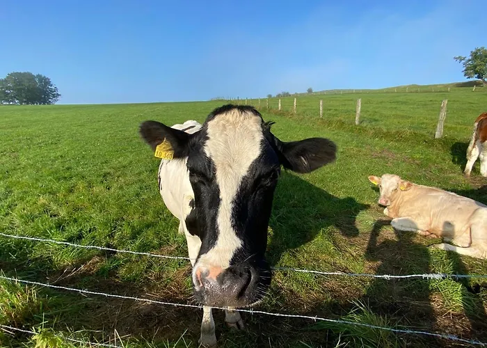 Waldlaeufer 布里隆