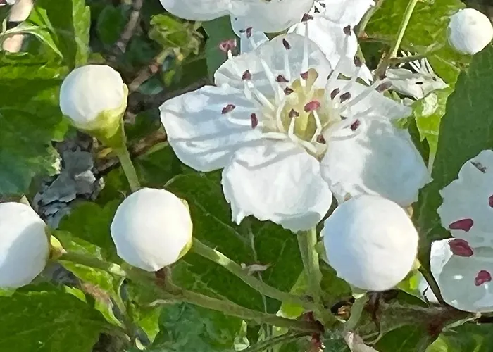 Waldlaeufer 公寓 布里隆